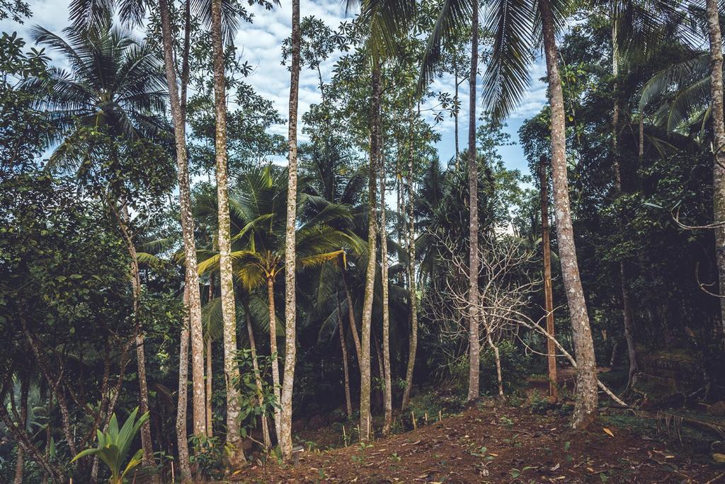 Templeberg Bed & Breakfast Walahanduwa Ngoại thất bức ảnh